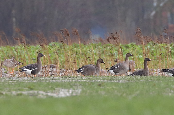 Toendrarietgans (96K)