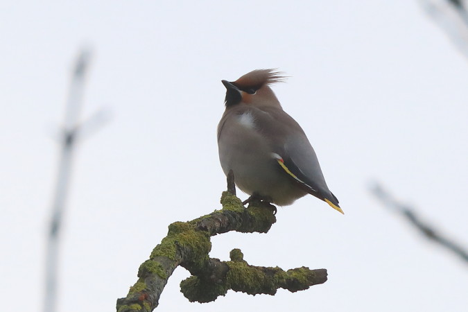 Pestvogel (46K)