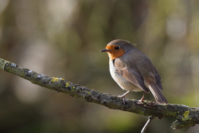 Roodborst (66K)