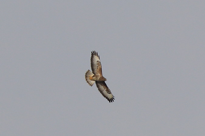 Buizerd (39K)
