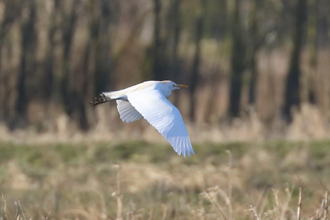 Koereiger (66K)
