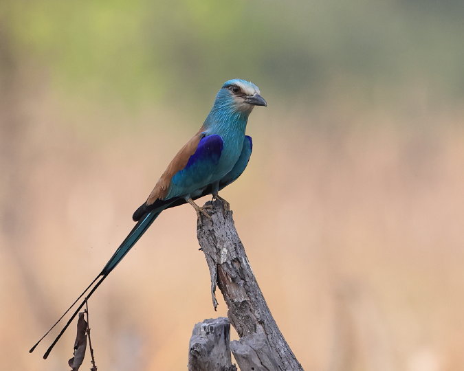 Abyssinian Roller