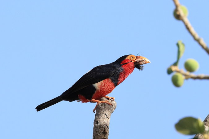 Bearded Barbet
