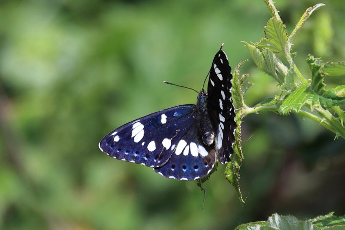 Blauwe IJsvogelvlinder