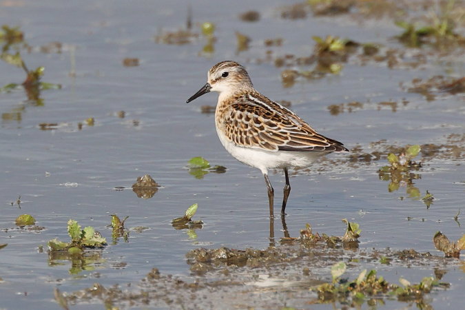 Bonte Strandloper