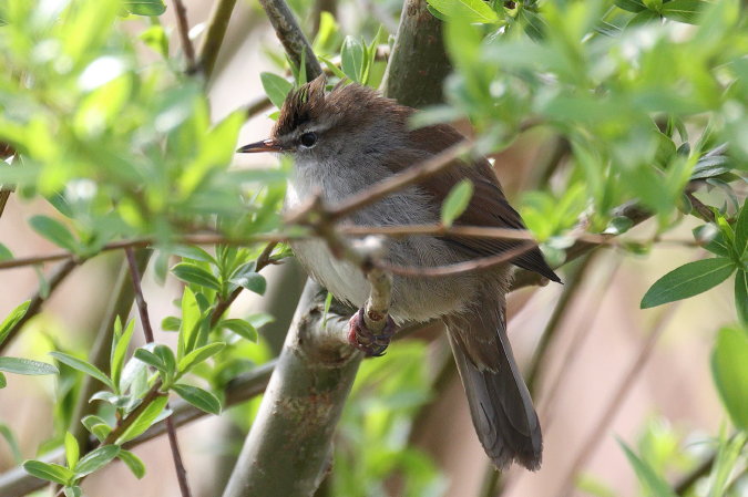 Cetti's Zanger