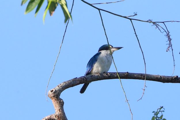 Collared-Kingfisher