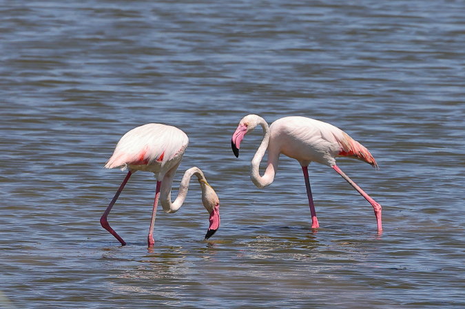 Grote Flamingo