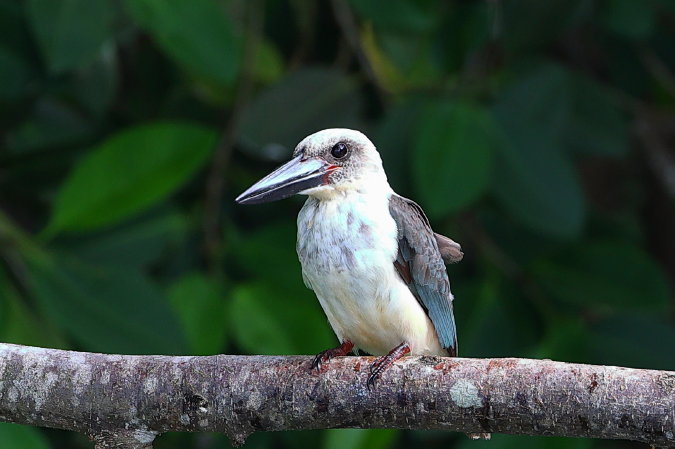 Great-billed-Kingfisher
