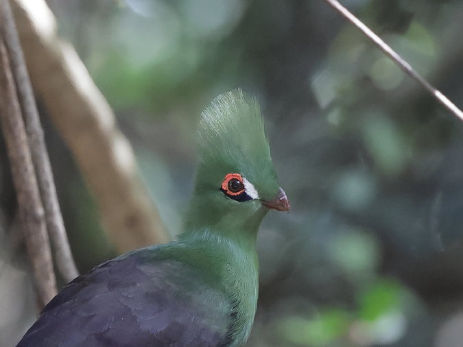Green Turaco