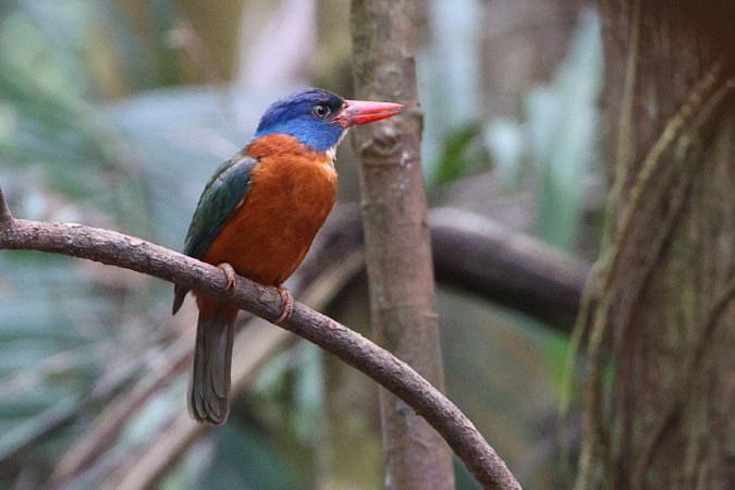 Green-backed-Kingfisher
