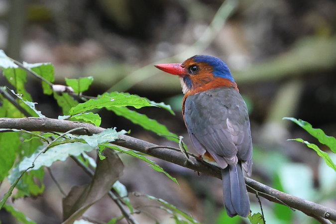 Green-backed-Kingfisher