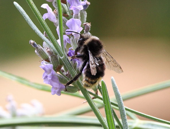 Hommel