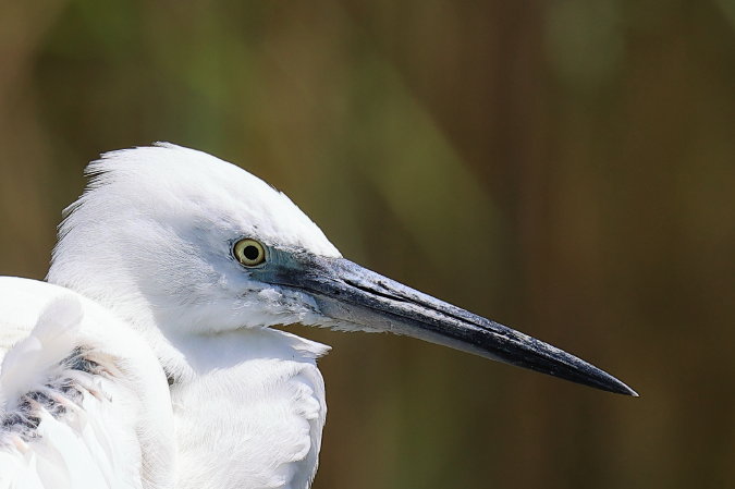 Kleine Zilverreiger