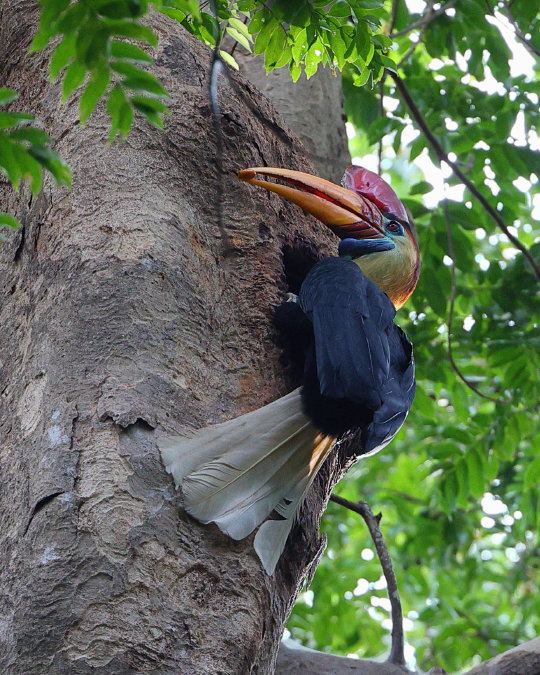 Knobbed-Hornbill