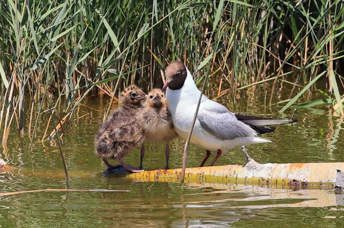 Kokmeeuw met kuikens