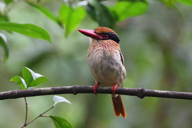 Lilac-cheeked-Kingfisher