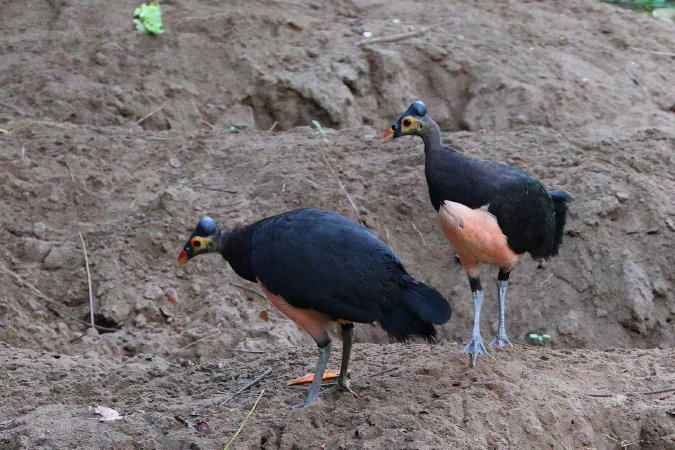 Maleo
