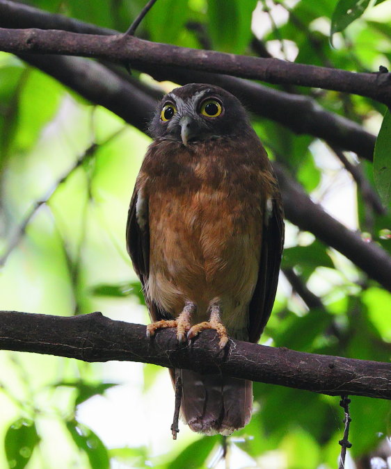 Ochre-bellied-Boobook
