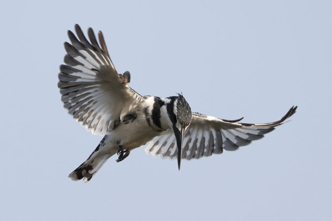 Pied Kingfisher