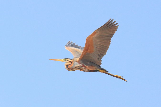 Purperreiger
