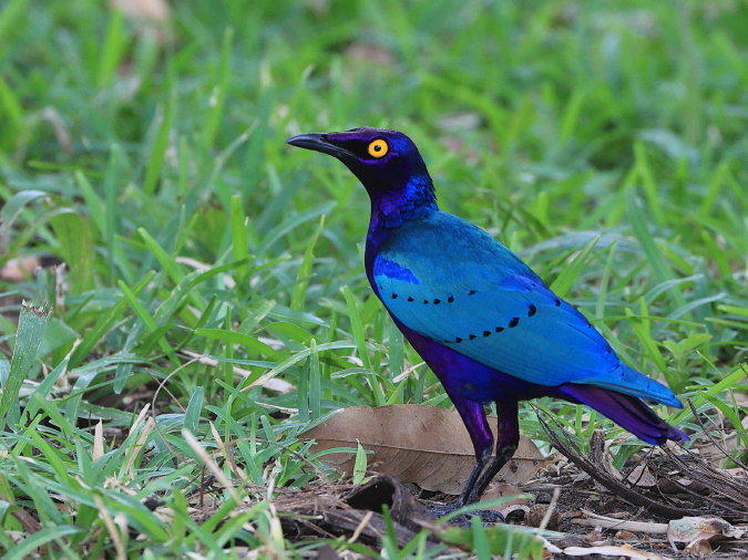 Purple Glossy Starling