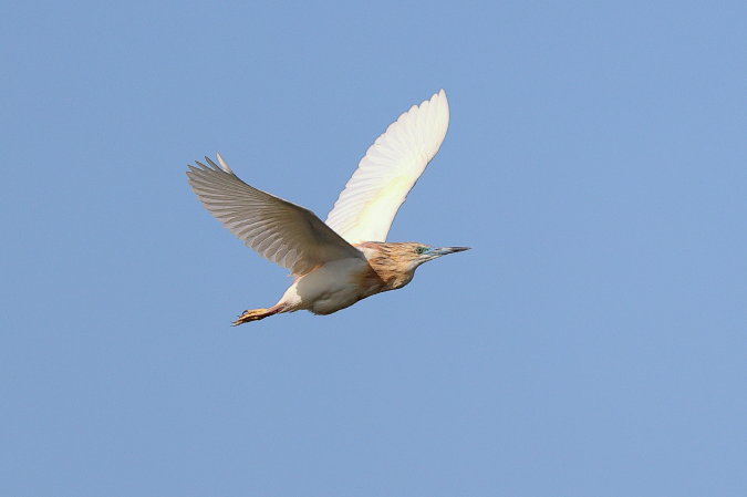 Ralreiger