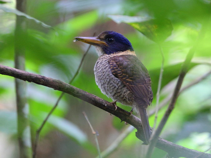 Scaly-breasted-Kingfisher