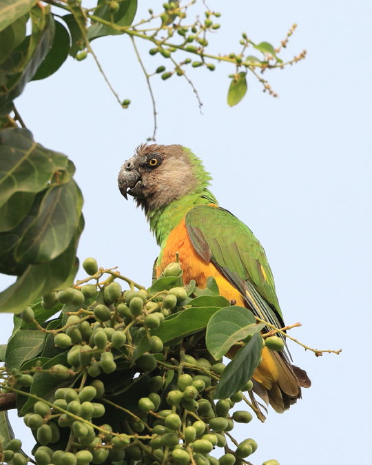 Senegal Parrot