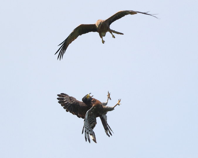 Sulawesi-Serpent-Eagle