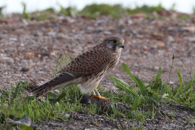 Torenvalk