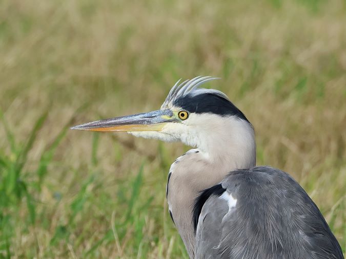 Blauwe Reiger