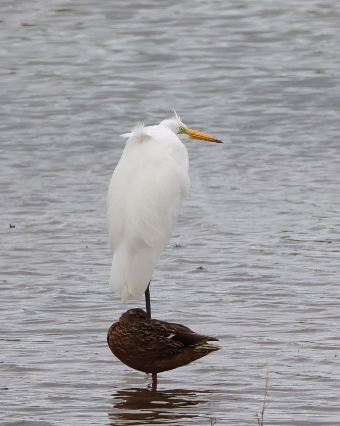 Grote Zilverreiger