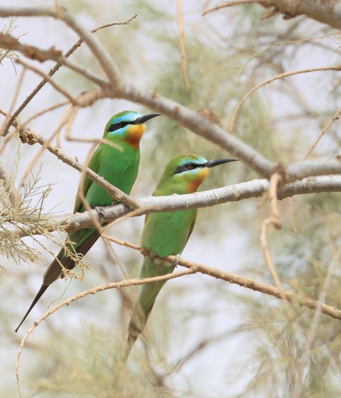 Groene-Bijeneter