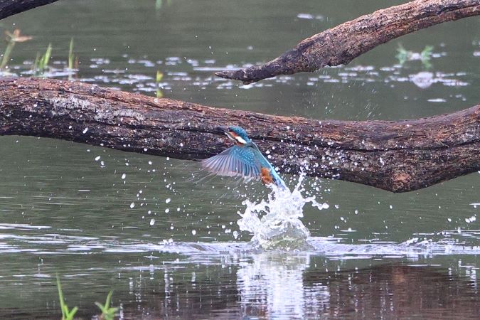 IJsvogel