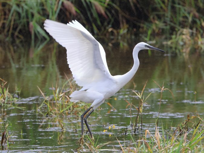 Kleine Zilverreiger