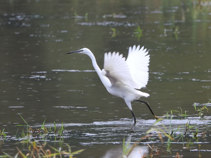 Kleine Zilverreiger