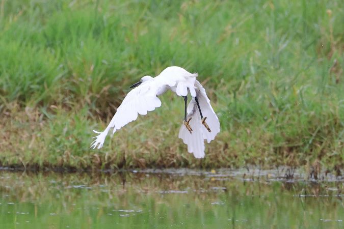 Kleine Zilverreiger