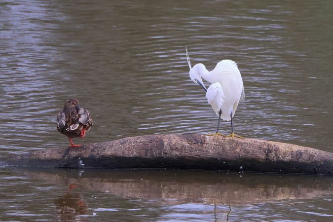 Kleine Zilverreiger