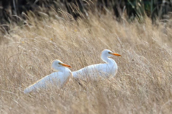 Koereiger