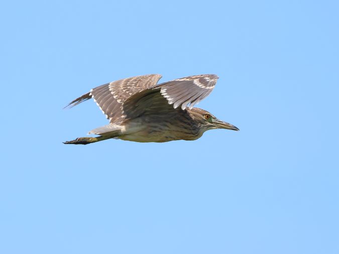 Kwak juveniel