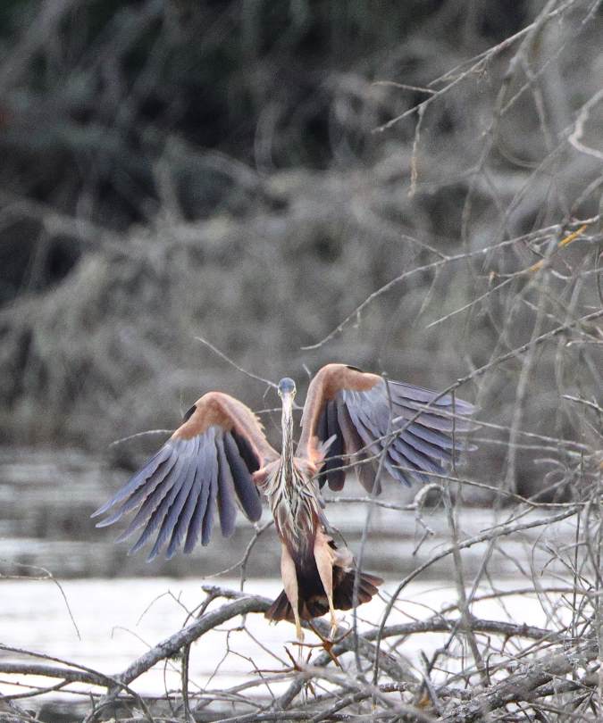 Purperreiger