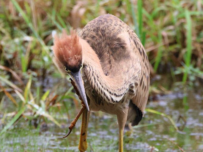Purperreiger