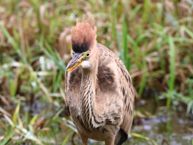 Purperreiger