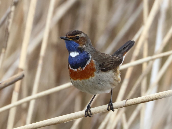Blauwborst