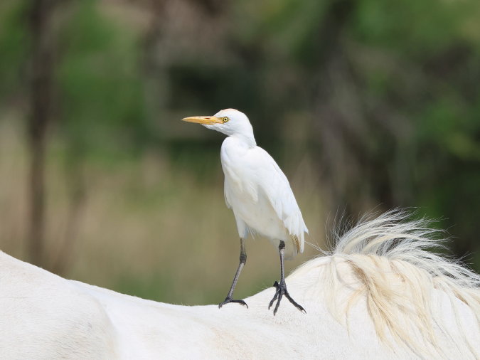 Koereiger