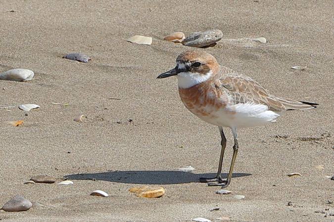 Woestijnplevier (Greater Sand Plover)
