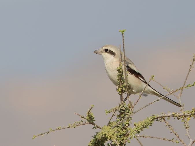 WoestijnKlapekster-DesertGreyShrike