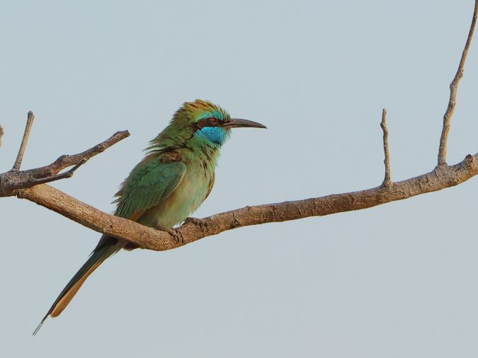 GreenBee-eater-ssp-muscatensis