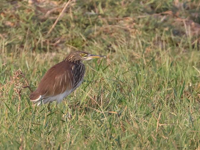 Indische Ralreiger - Indian Pond Heron